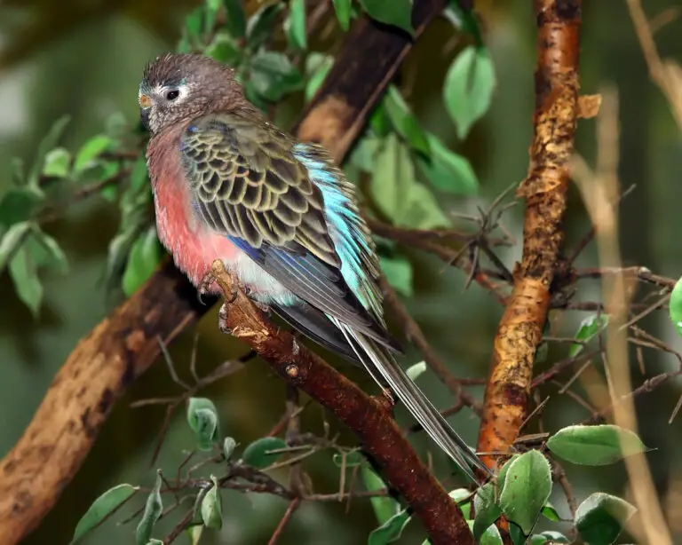 Bourke's parrot