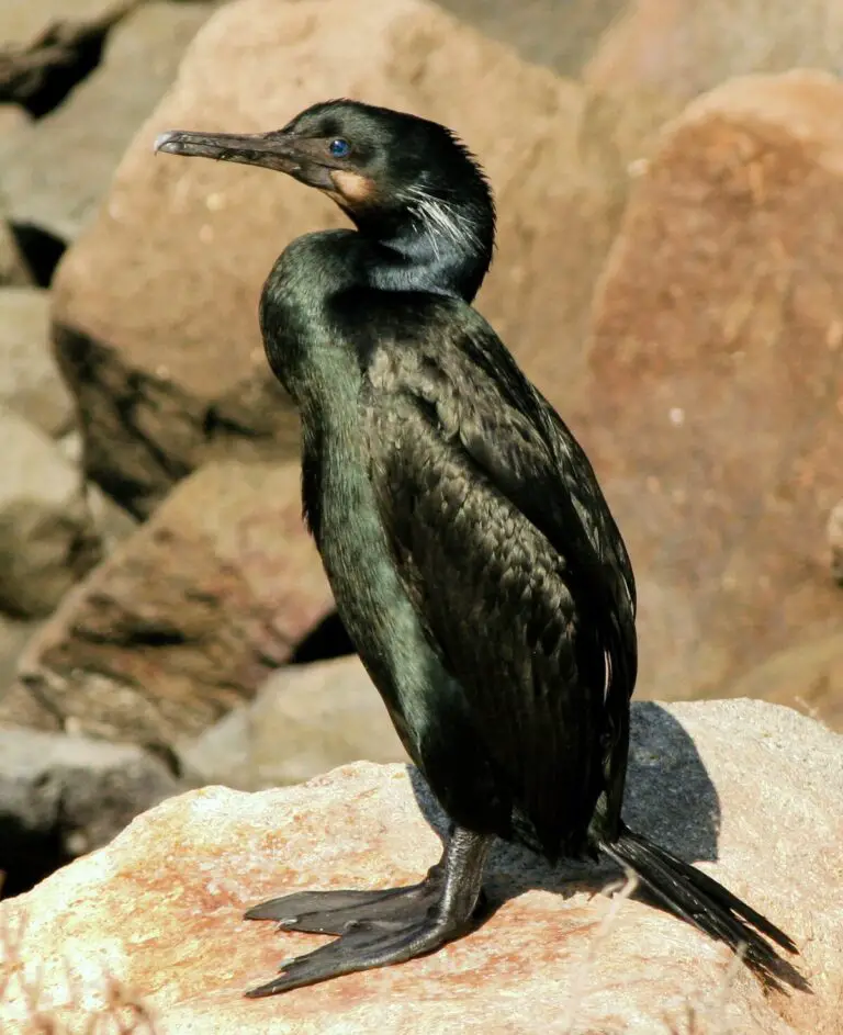 Brandt's cormorant