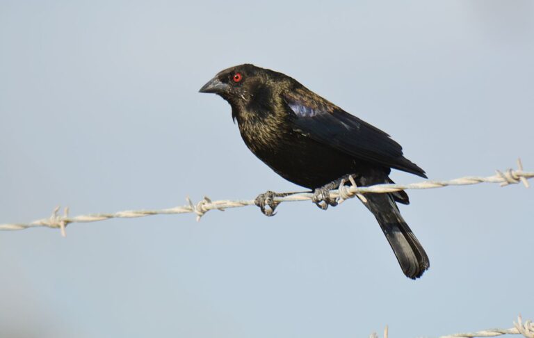 Bronzed cowbird