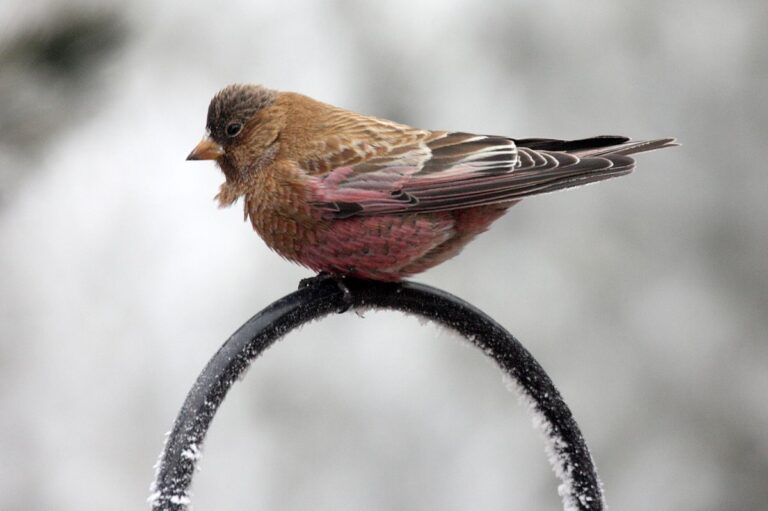 Brown-capped rosy finch