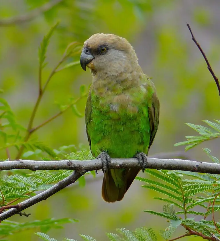 brown-headed parrot