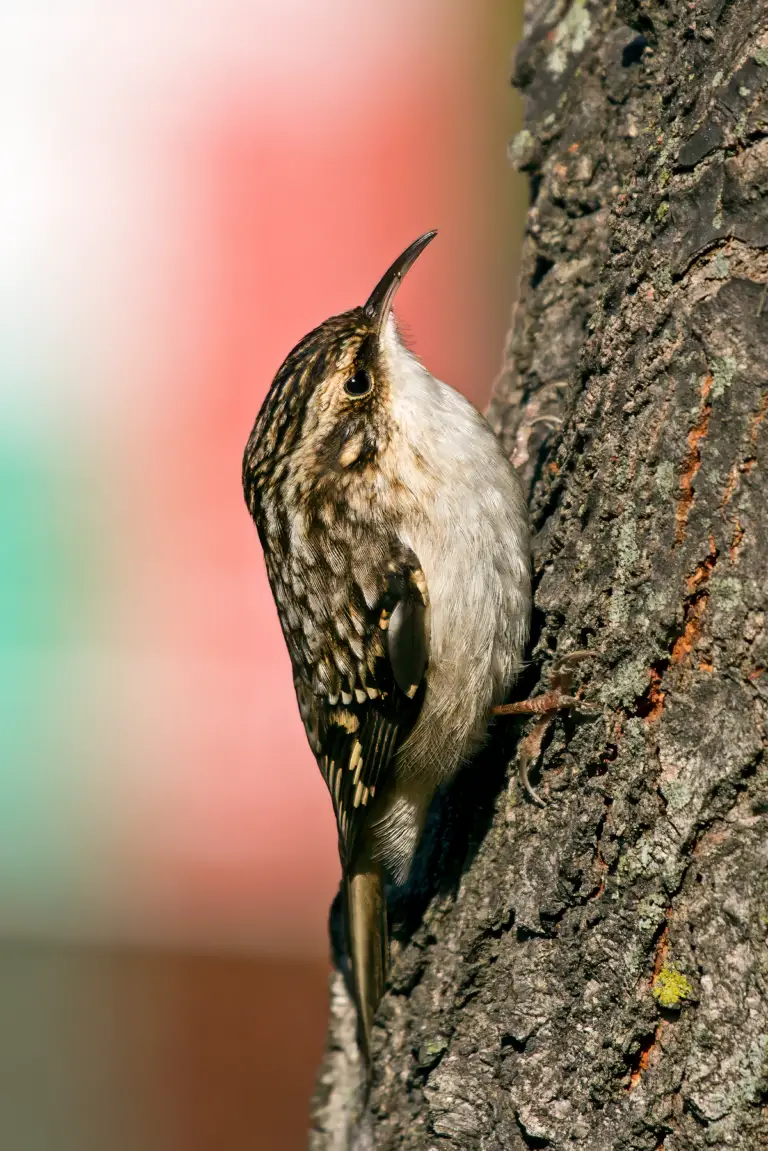 Brown creeper