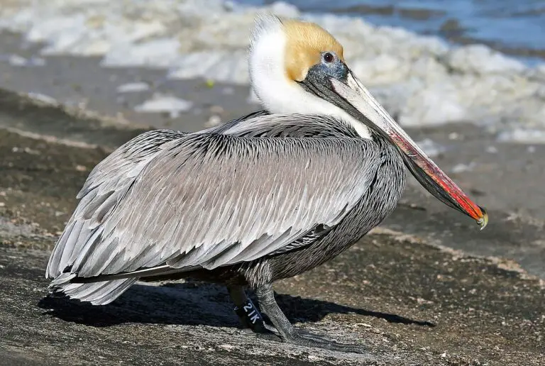 Brown pelican