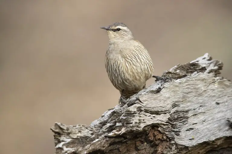 Brown treecreeper