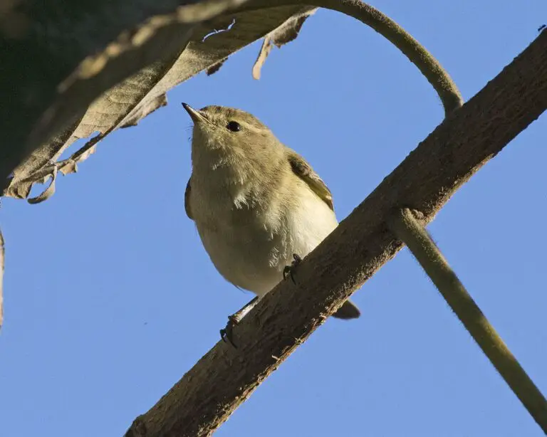 Brown woodland warbler