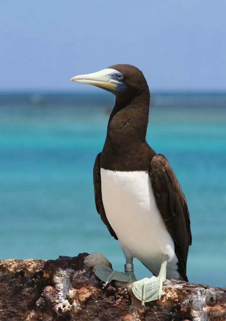 Brown booby