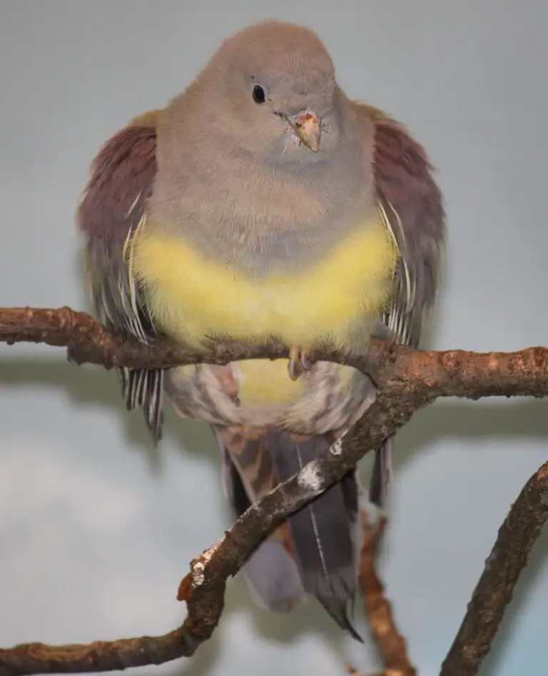 Bruce's green pigeon