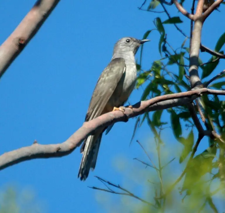 Brush cuckoo