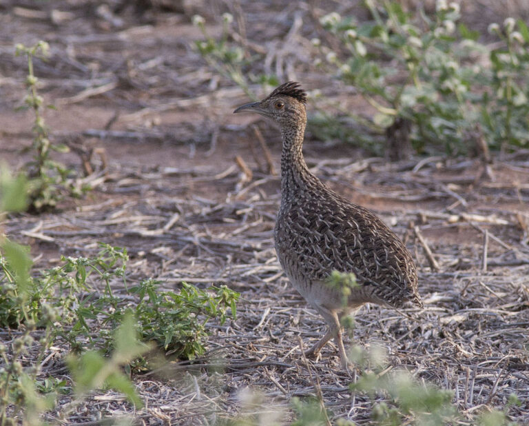 Brushland tinamou