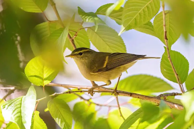 Buff-barred warbler