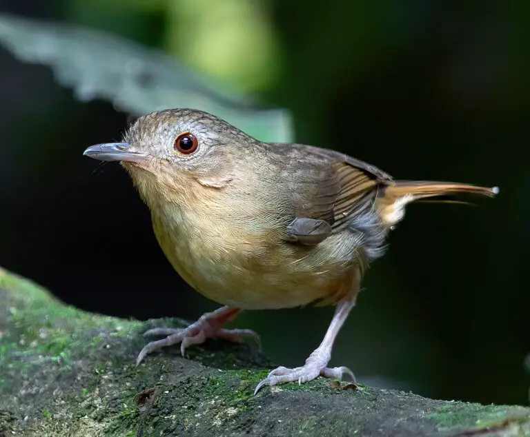 Buff-breasted babbler