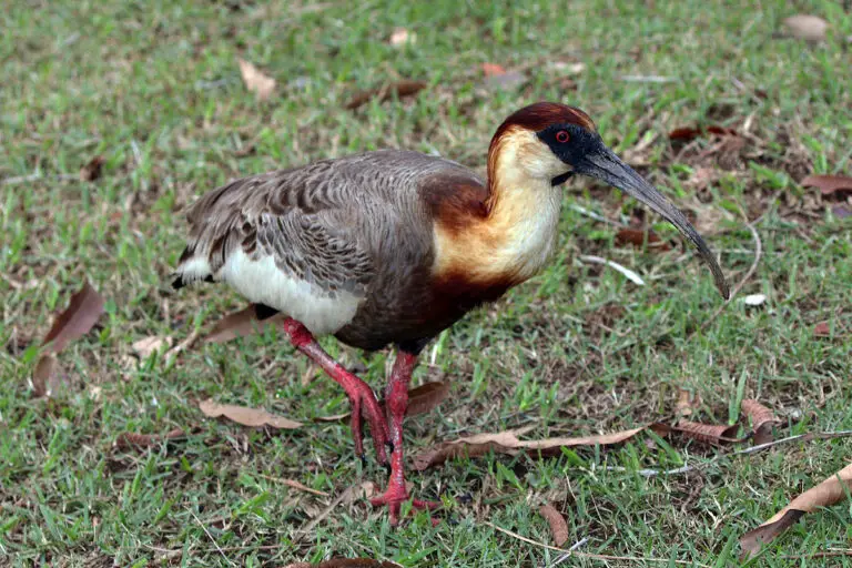 Buff-necked ibis