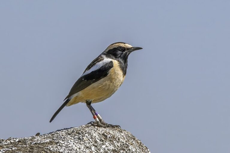 Buff-streaked chat