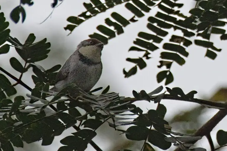 Buff-throated apalis