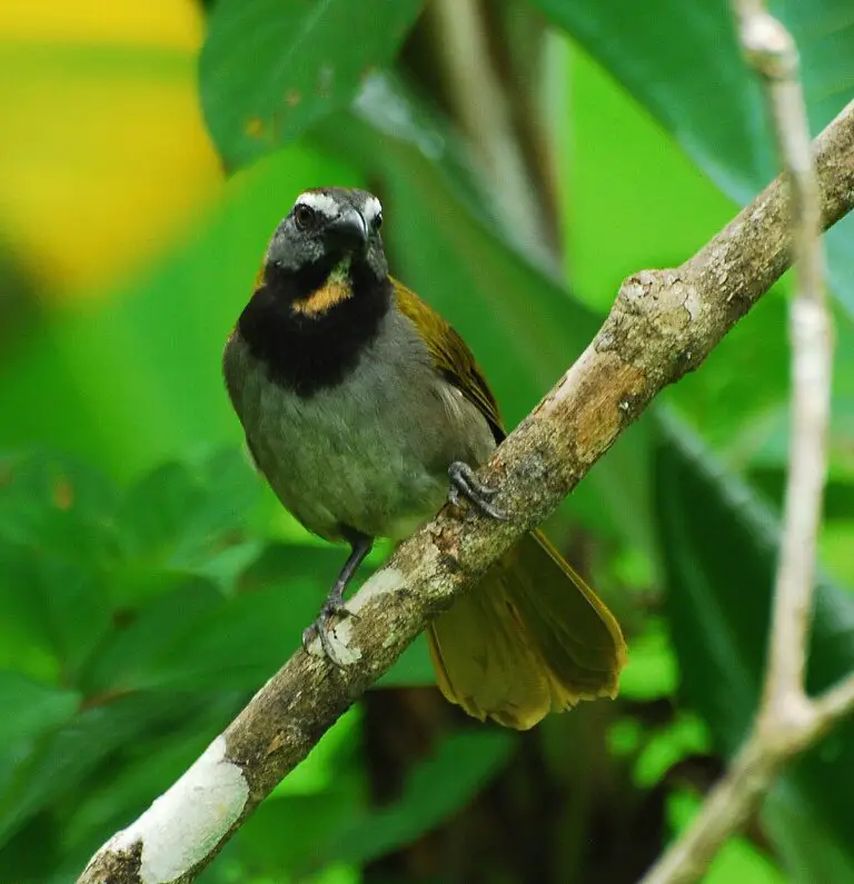 Buff-throated saltator