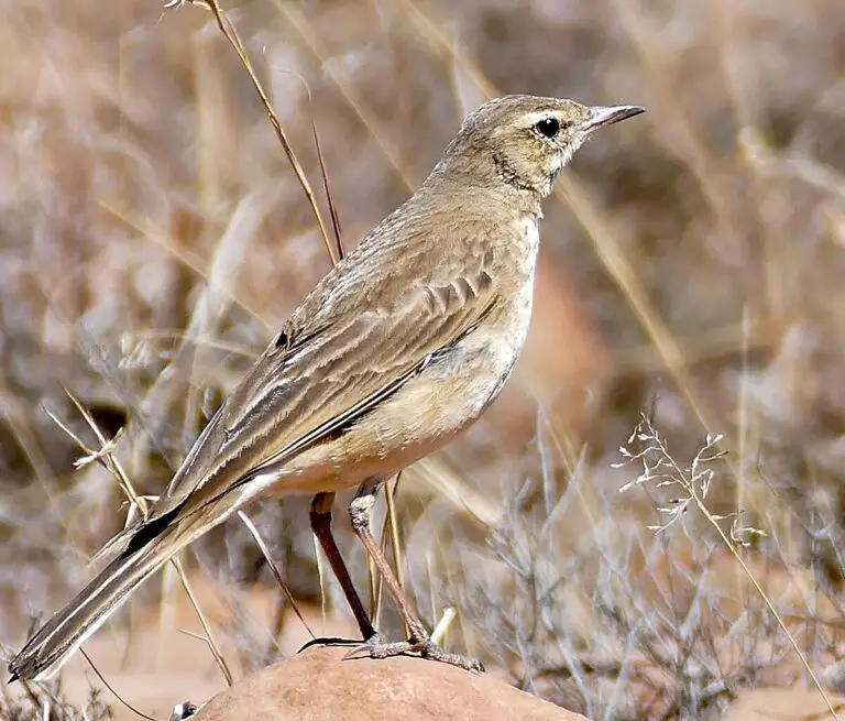 Buffy pipit