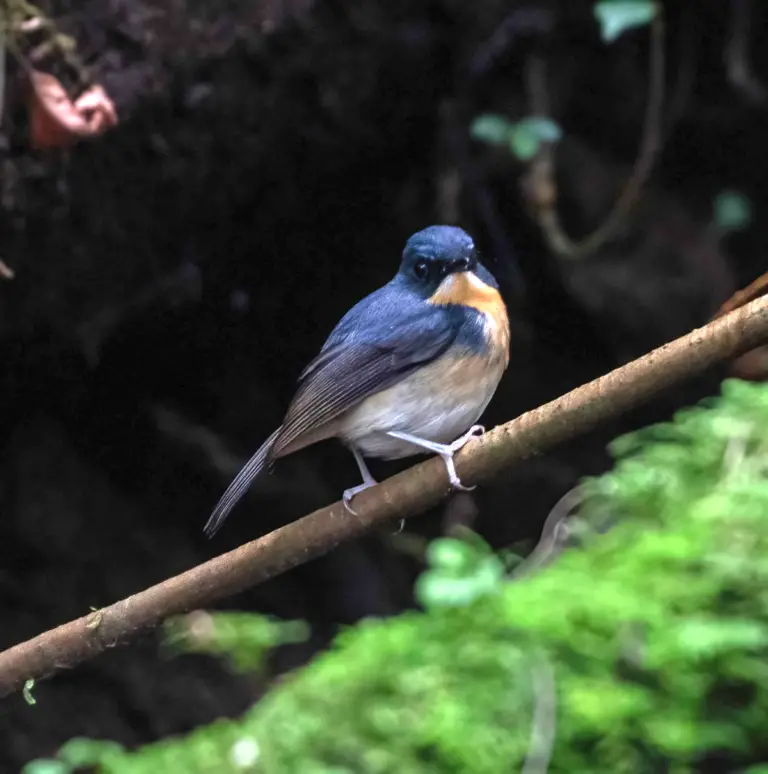 Bundok flycatcher