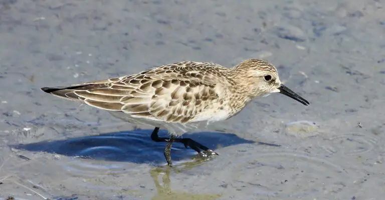 Baird's sandpiper