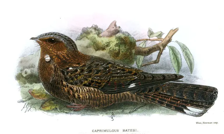 Bates's nightjar