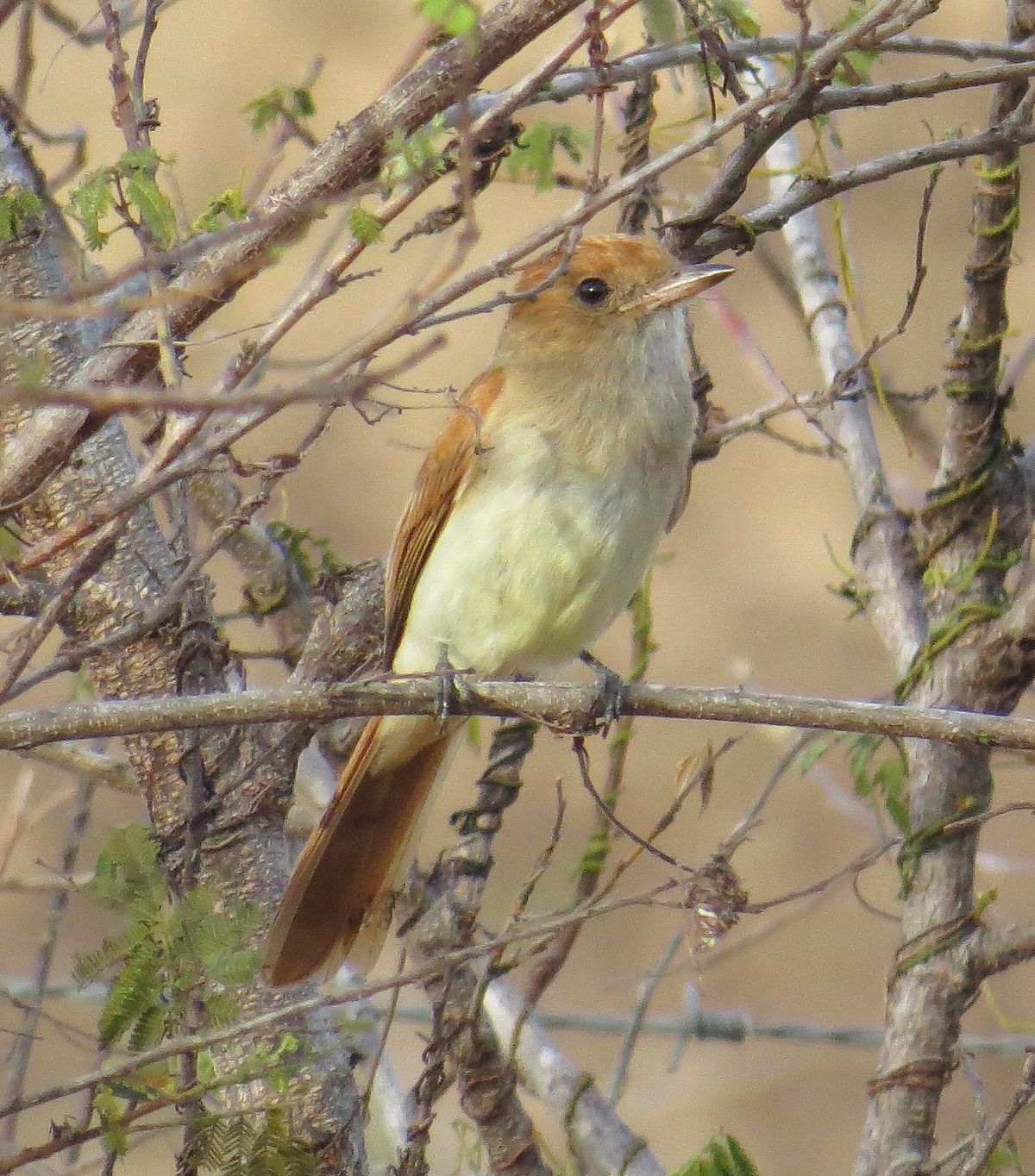 Ash-Throated Casiornis