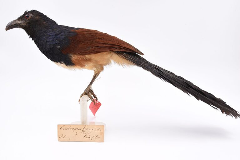 Black-throated coucal