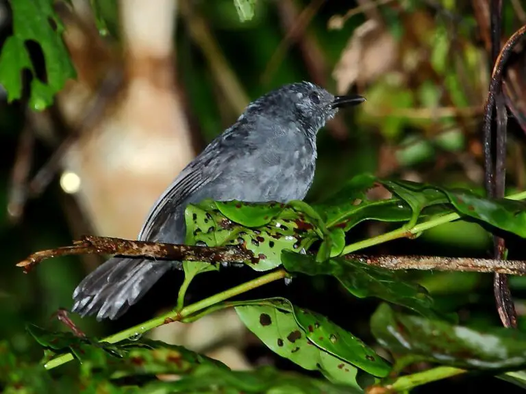 Blackish antbird