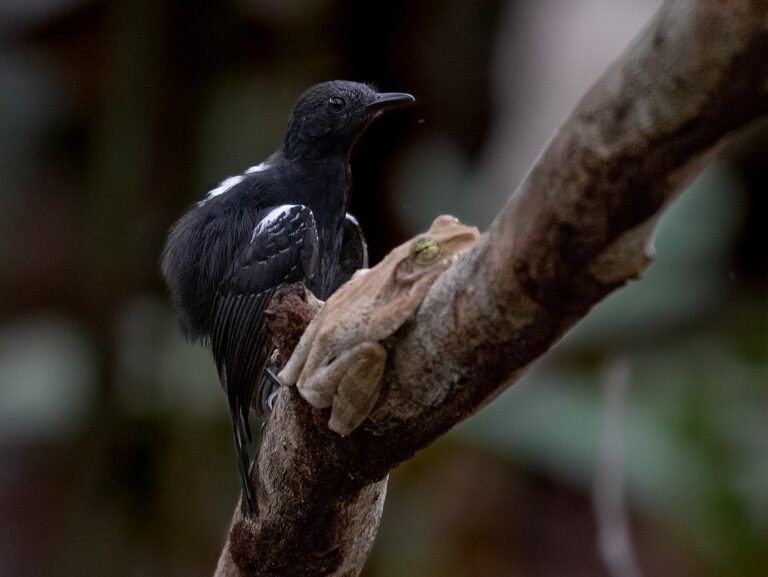 Black antbird