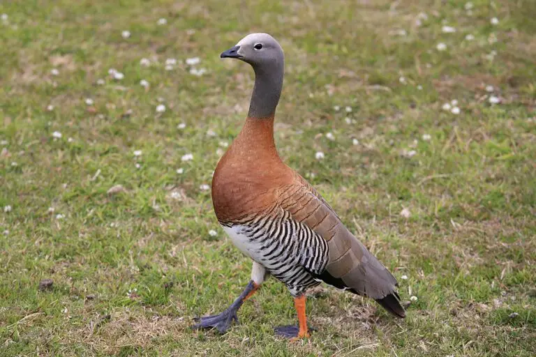 Ashy-Headed Goose