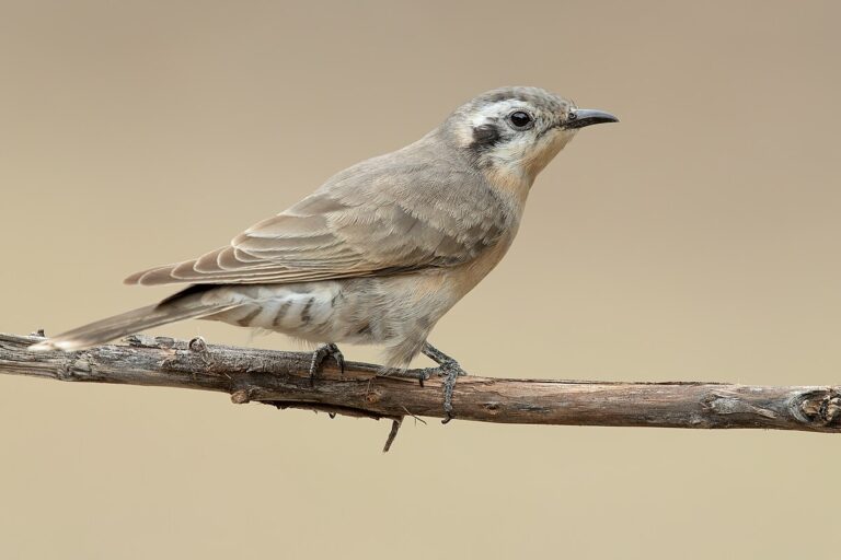 Black-eared cuckoo