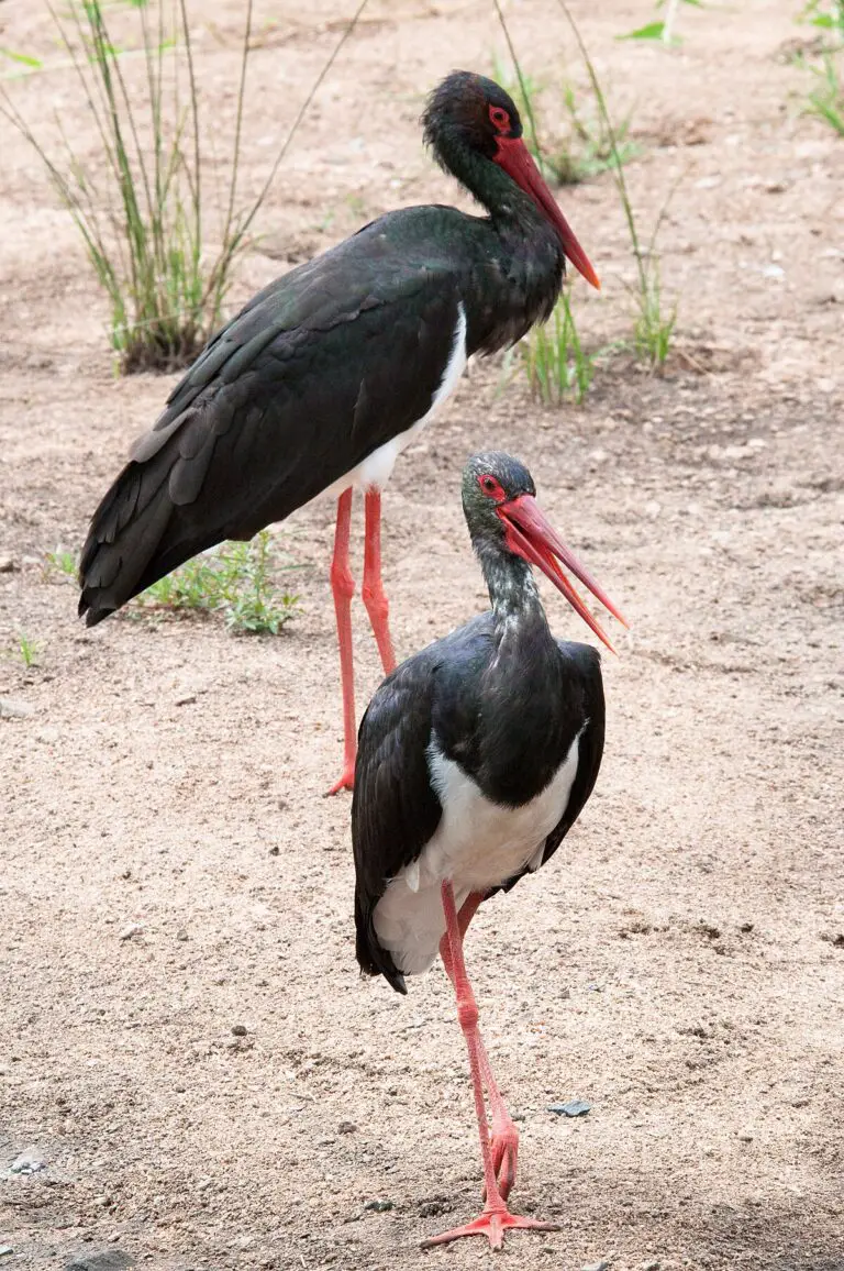 Black stork