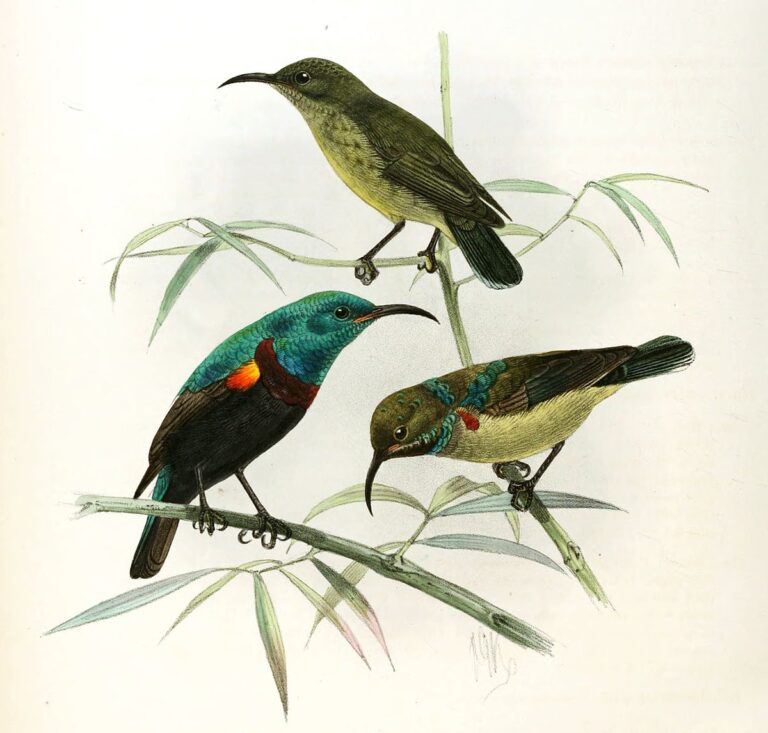 Anjouan Sunbird