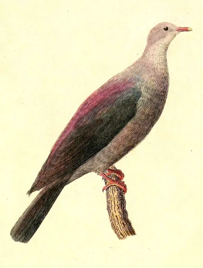 Bonin wood pigeon