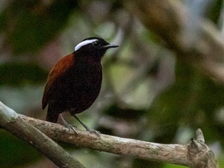 Black-bellied gnateater