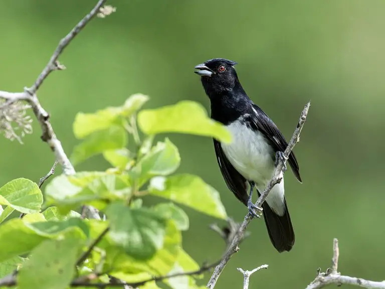 Black-and-white tanager