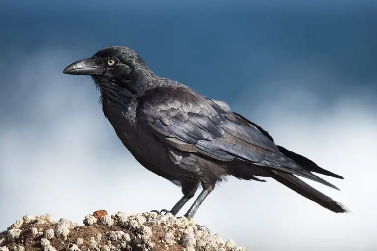 Australian raven