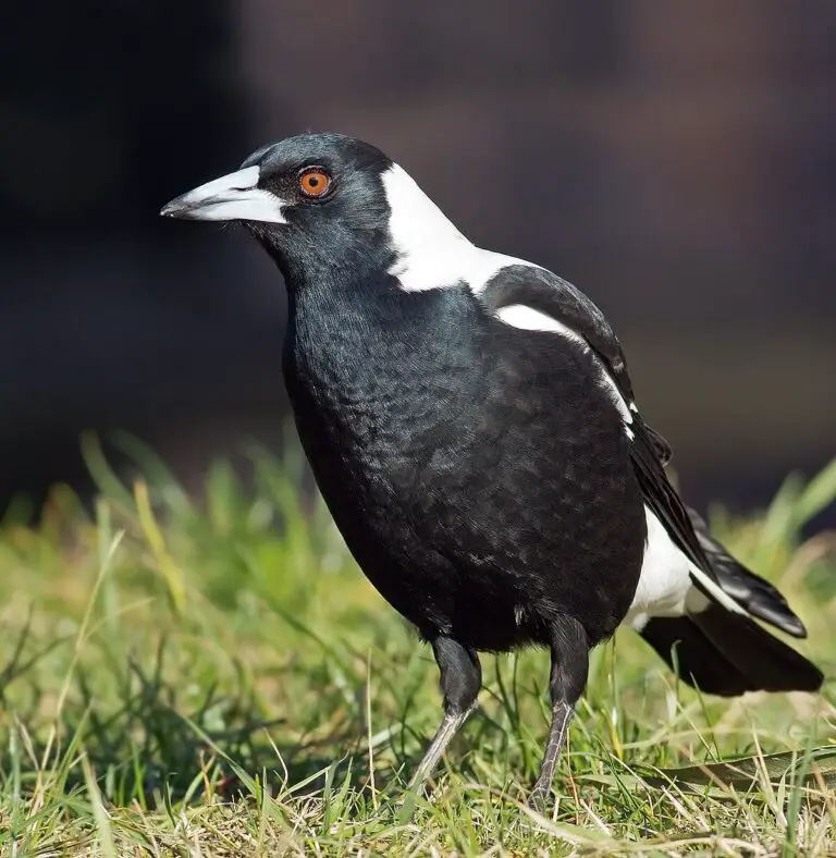 Australian magpie