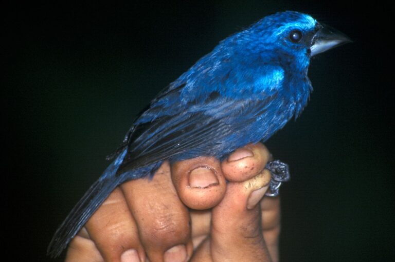 Blue-black grosbeak