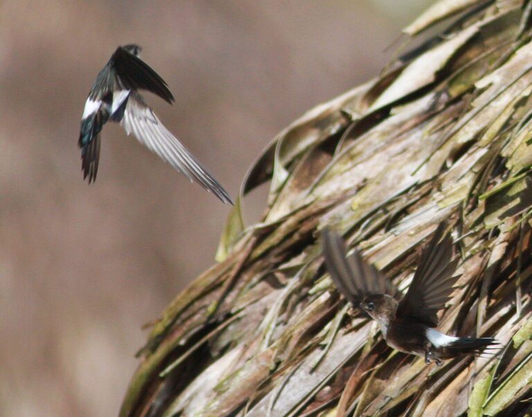 Antillean Palm Swift