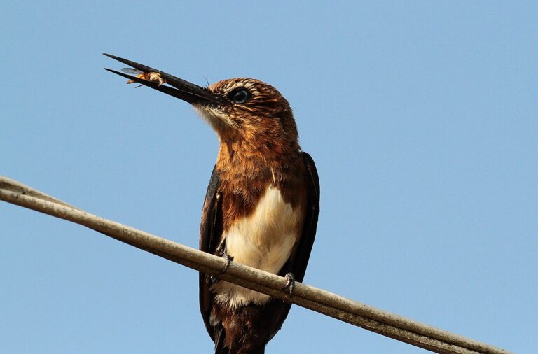 Brown jacamar