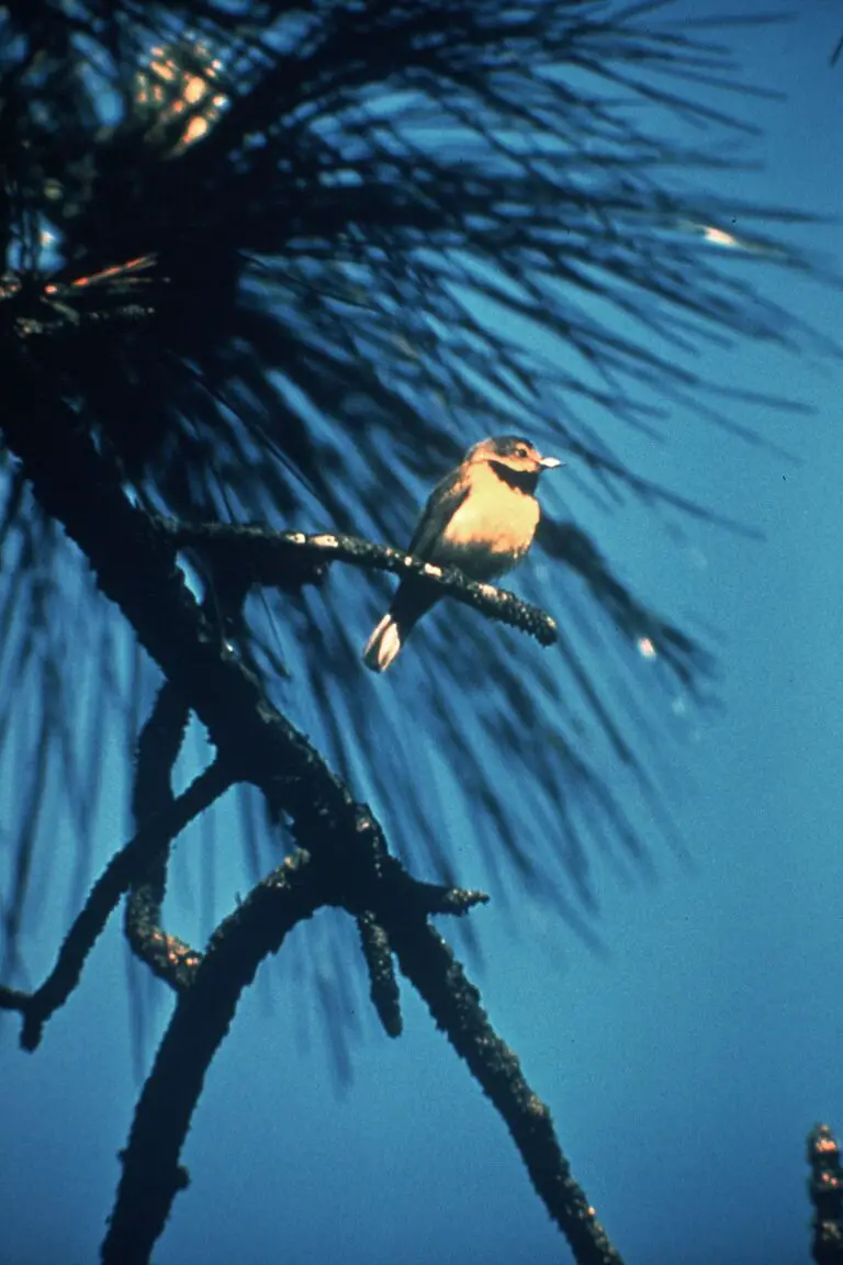 Bachman's warbler