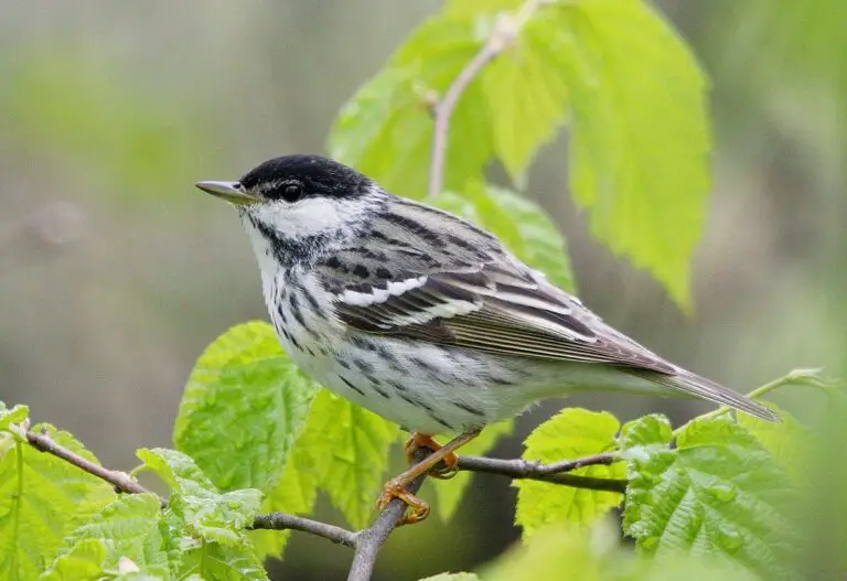 Blackpoll warbler