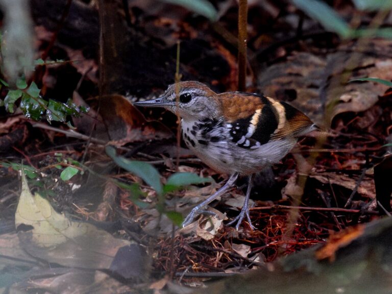 Banded antbird