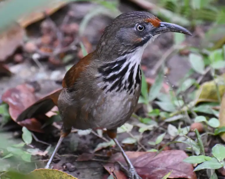 Black-necklaced scimitar babbler