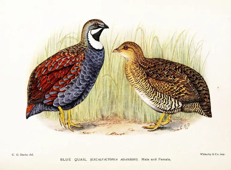 Blue quail