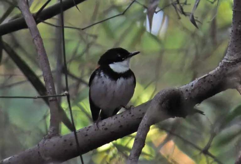 Black-banded flycatcher