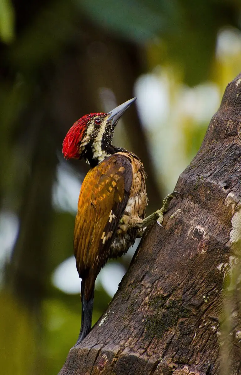 Black-rumped flameback