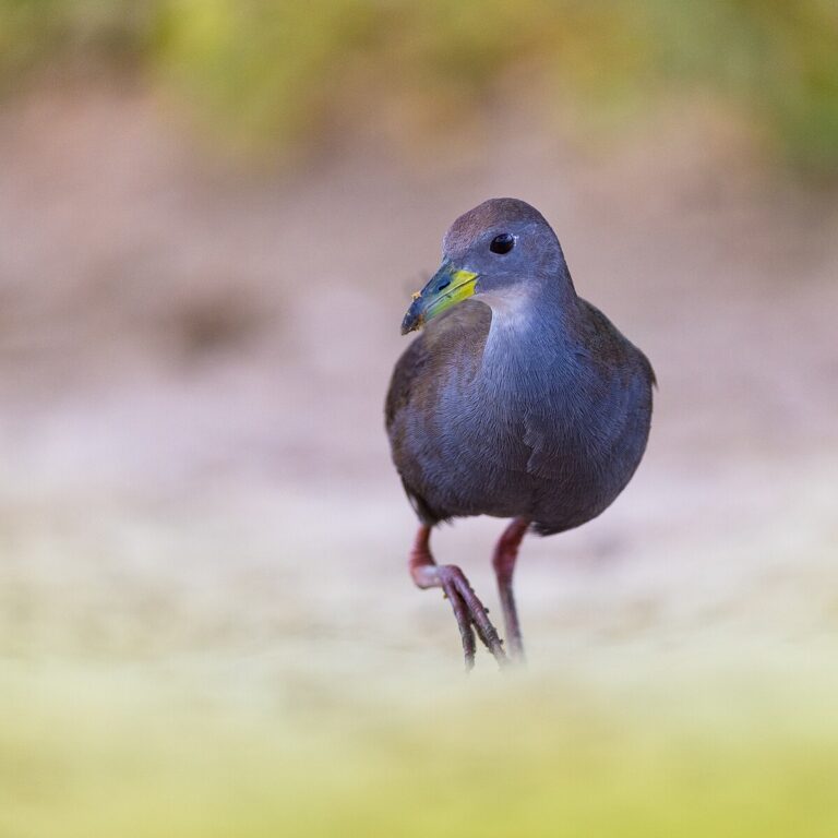 Brown crake