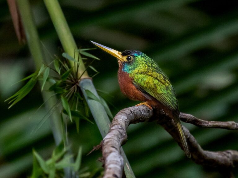 Blue-necked jacamar