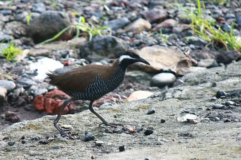 Barred rail