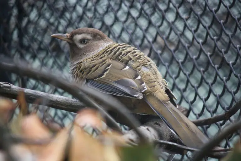 Barred laughingthrush